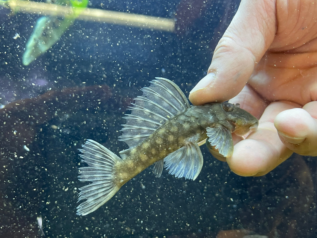 L020 Polka Dot Pleco (Hypancistrus sp.)