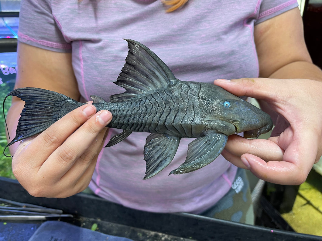 Blue-Eyed Panaque (Panaque cochliodon)