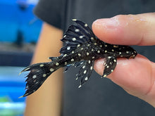 Load image into Gallery viewer, L240 Vampire Pleco (Leporacanthicus cf. galaxias)
