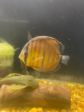 Load image into Gallery viewer, Wild Discus(Symphysodon sp. Alenquer Red Large)
