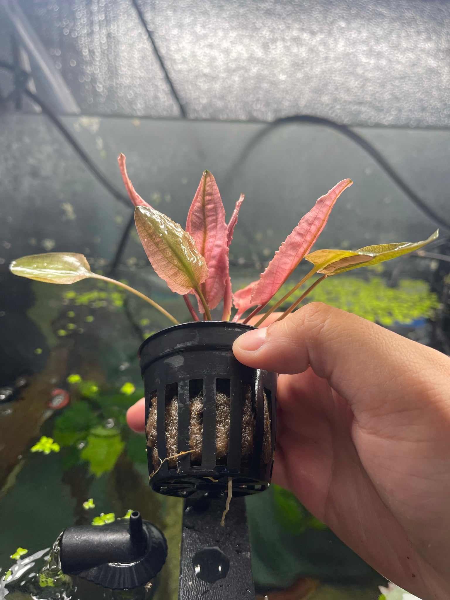 Pink Flamingo Crypt – Armored Cat Aquatics LLC