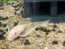 Load image into Gallery viewer, Longfinned Lemon Bristlenose (L-144A)
