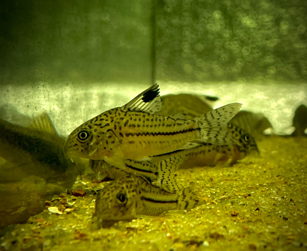 Three Lined Corydoras