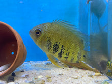 Load image into Gallery viewer, Wild Green Severum
