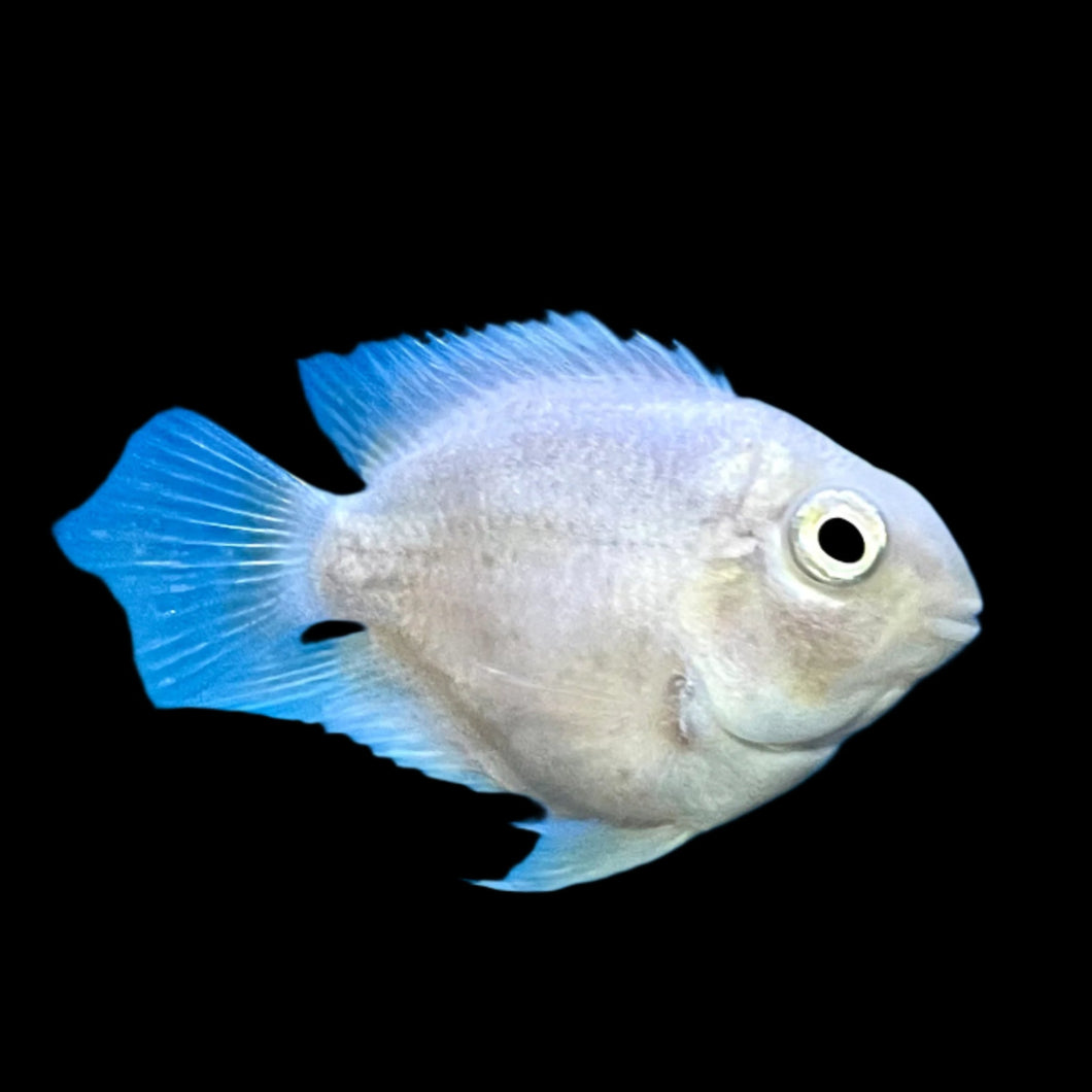 Snow White Parrot (Amphilophus citrinellus × Paraneetroplus synspilus) – Armored Cat Aquatics LLC