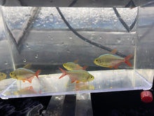 Load image into Gallery viewer, Columbian Tetra (Hyphessobrycon columbianus)
