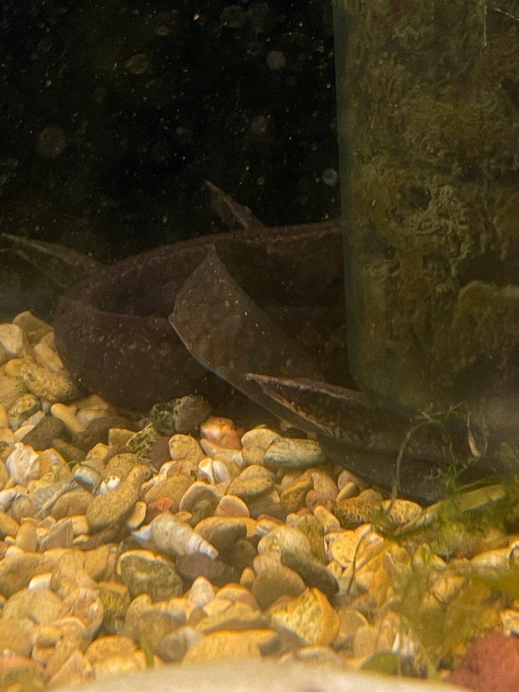 Orange Spotted Eel