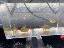 Load image into Gallery viewer, Columbian Tetra (Hyphessobrycon columbianus)
