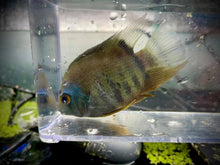 Load image into Gallery viewer, Wild Green Severum
