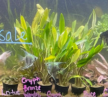 Load image into Gallery viewer, Cryptocoryne Lutea
