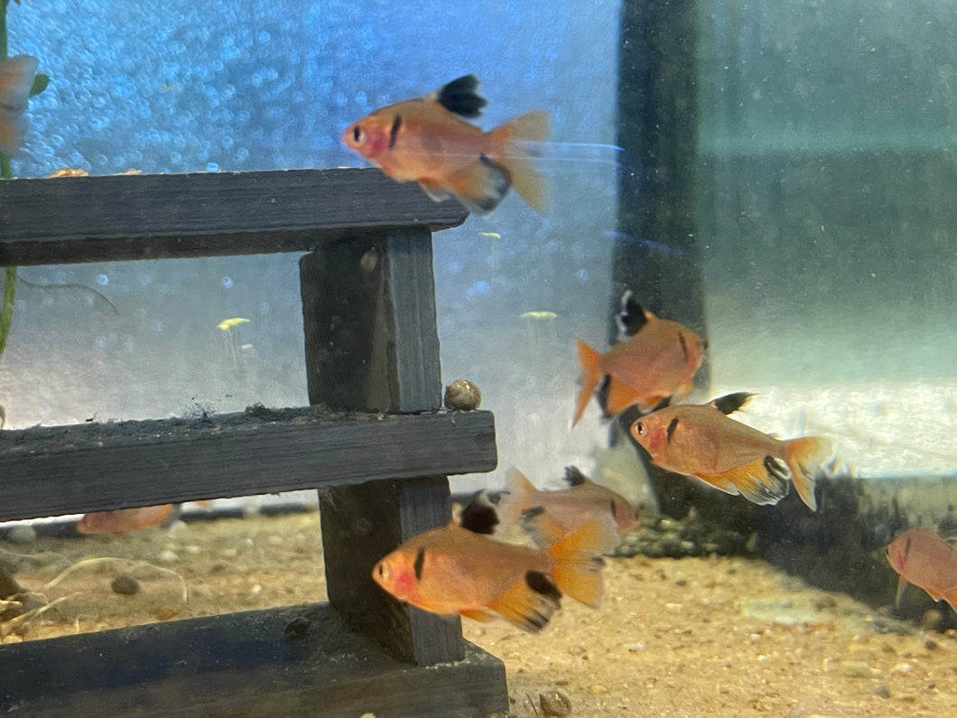 Longfinned Serpae Tetra