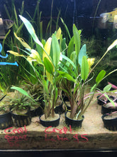 Load image into Gallery viewer, Cryptocoryne Lutea
