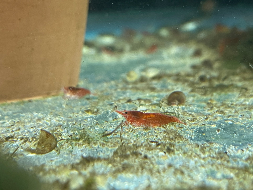 Cherry Shrimp (Neocaridina davidi)