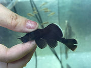 Starlight Bristlenose (L183)