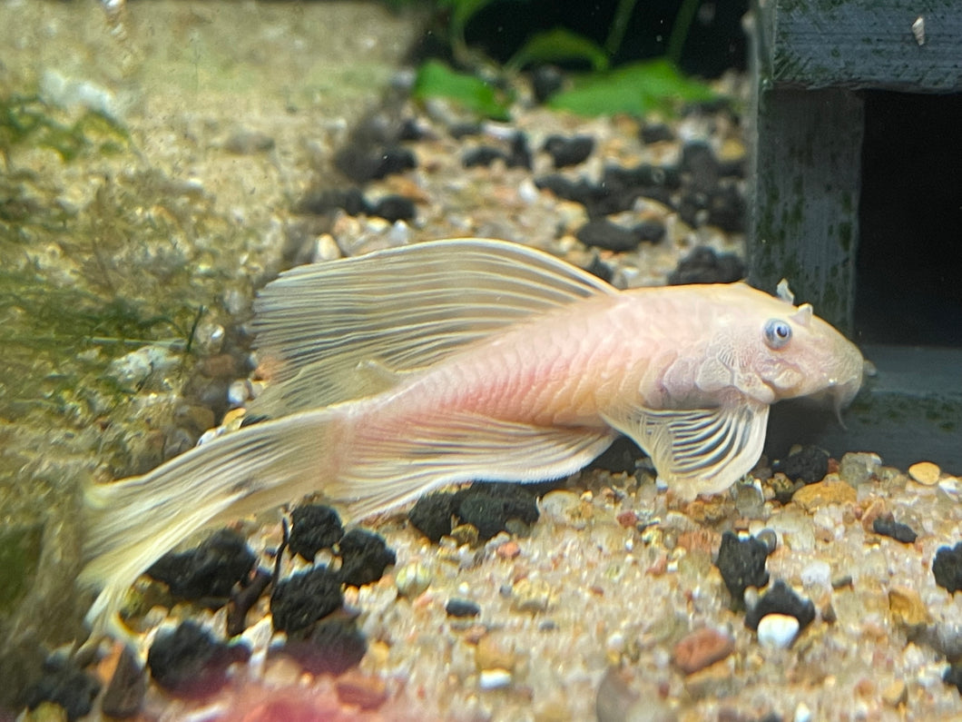 Longfinned Lemon Bristlenose (L-144A)