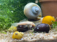 Load image into Gallery viewer, Albino Bristlenose (Ancistrus sp.)
