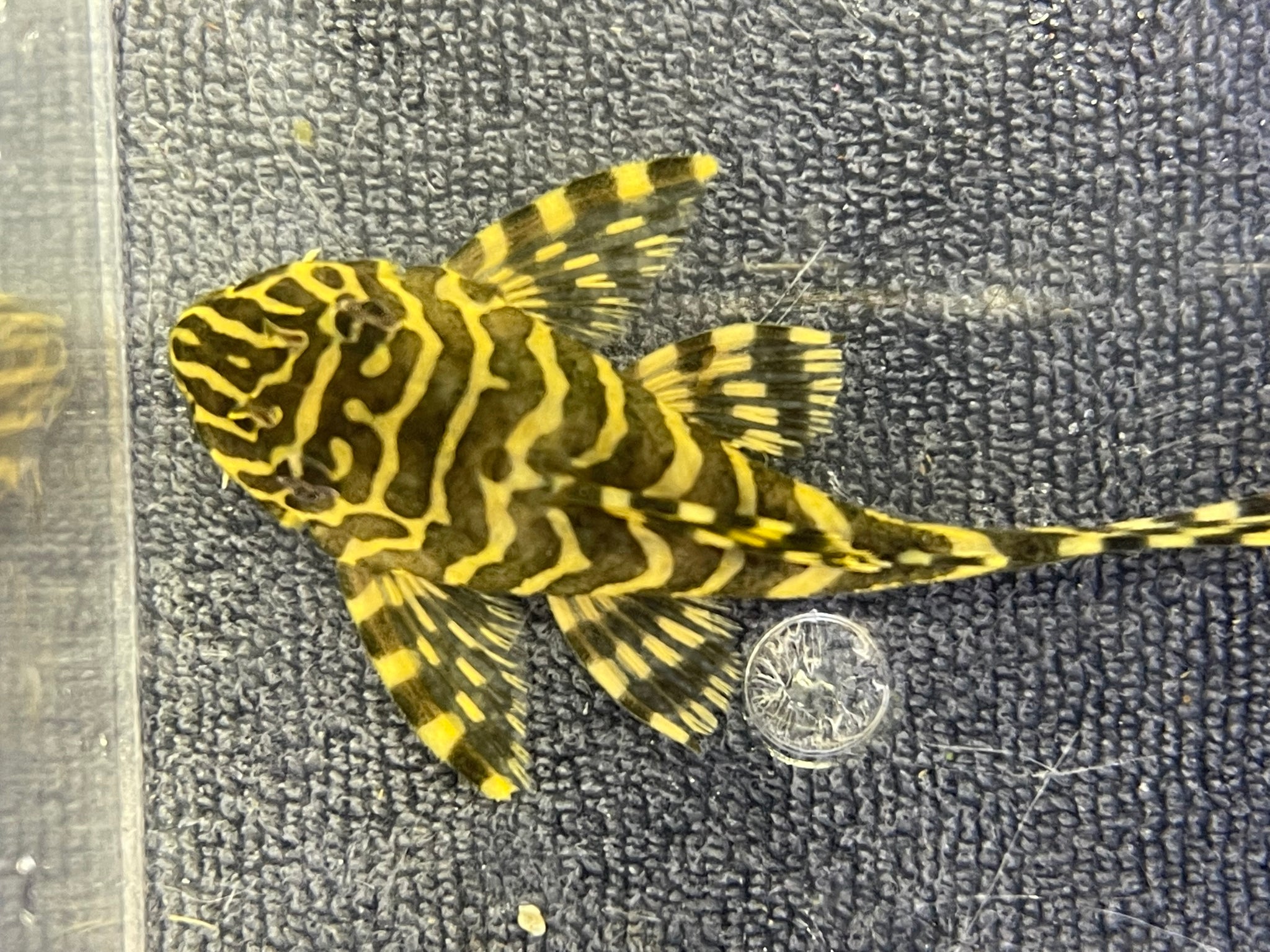 L134 Leopard Frog (Peckolita Compta) – Armored Cat Aquatics LLC