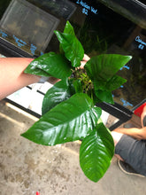 Load image into Gallery viewer, Anubias Barteri Striped (Mother Pot)
