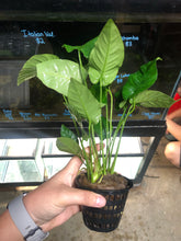 Load image into Gallery viewer, Anubias Barteri Striped (Mother Pot)
