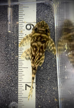 Load image into Gallery viewer, L333 King Tiger Pleco (Hypancistrus Sp.)
