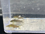 Pygmy Corydoras