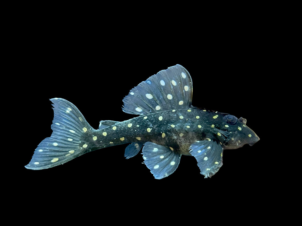 L201 Snowball Pleco (Hypancistrus sp.)