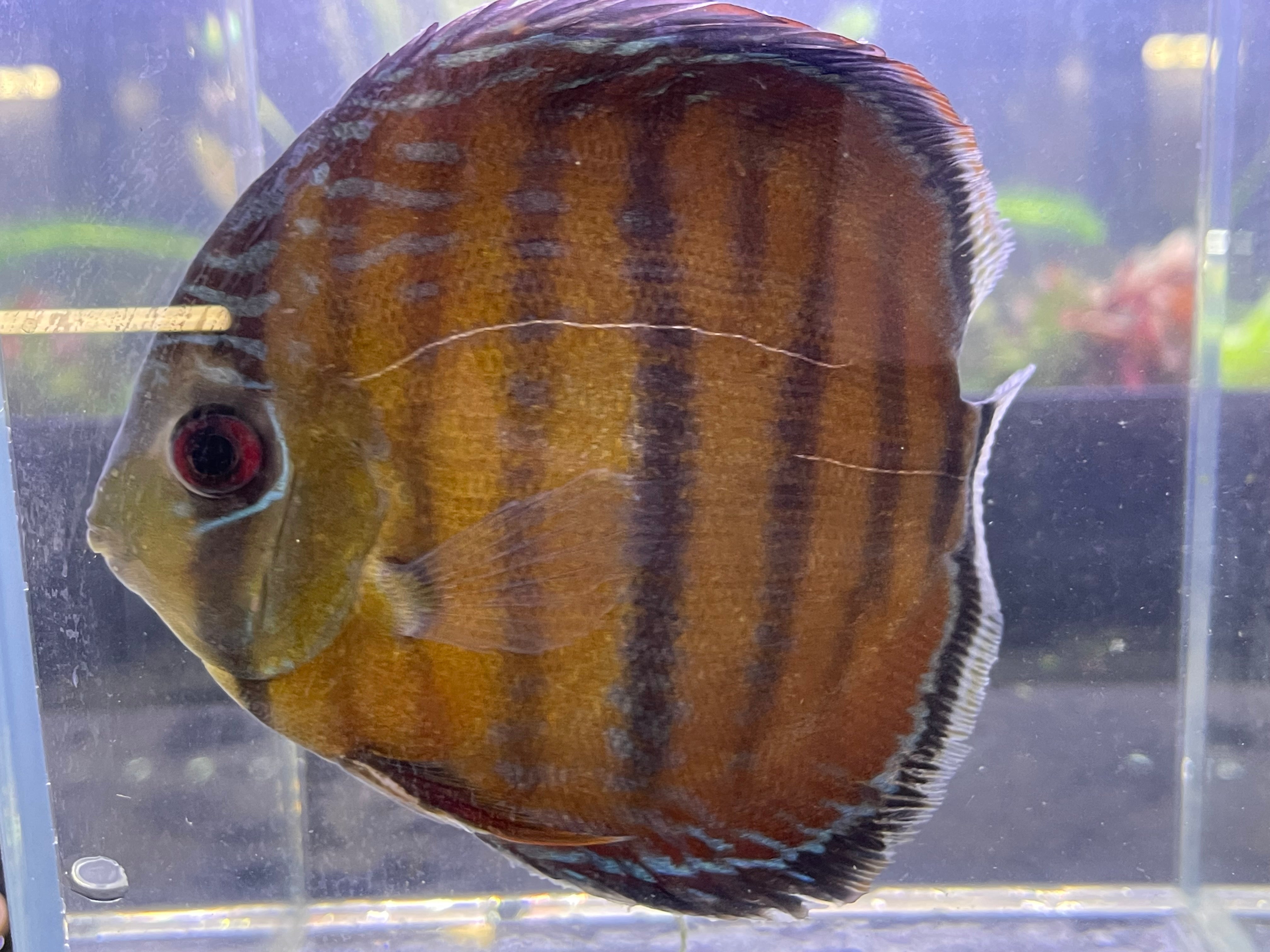 Wild Discus(Symphysodon sp. Alenquer Red Large) – Armored Cat Aquatics LLC