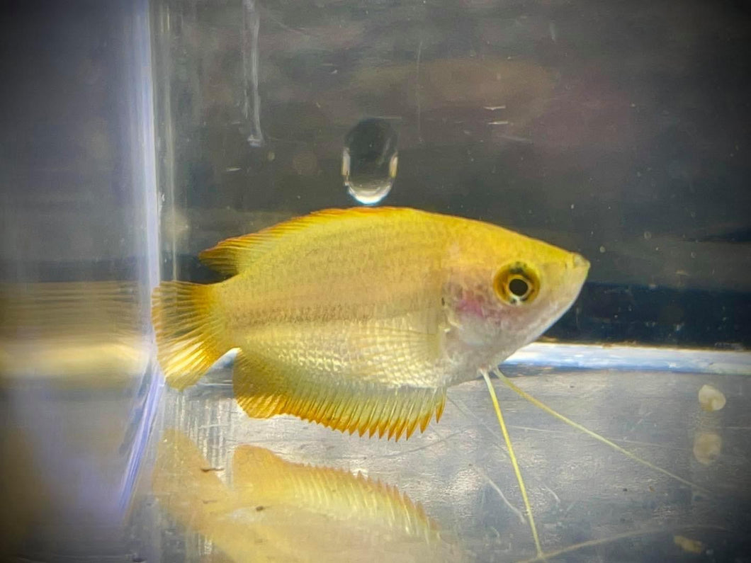 Honey Dwarf Gourami (Trichogaster chuna)