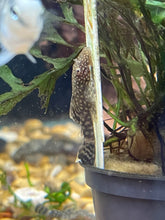 Load image into Gallery viewer, Common Bristlenose (Ancistrus sp.)
