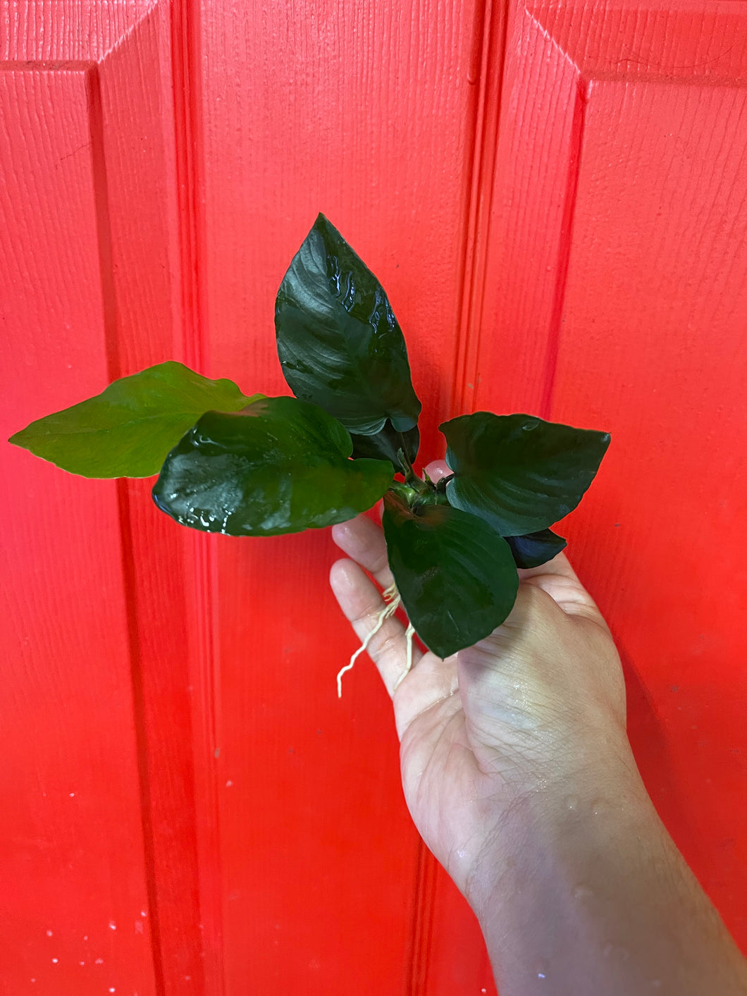 Anubias Barteri Broad Leaf