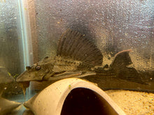 Load image into Gallery viewer, Rhino Plecostomus  (Pterygoplichthys scrophus)
