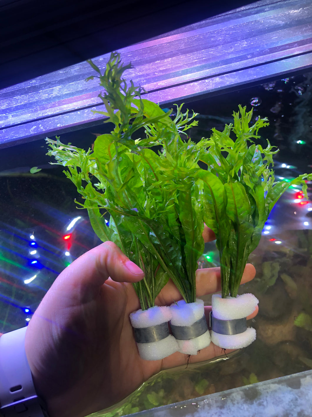 Java Fern “Windelov” (Microsorum Pteropus)