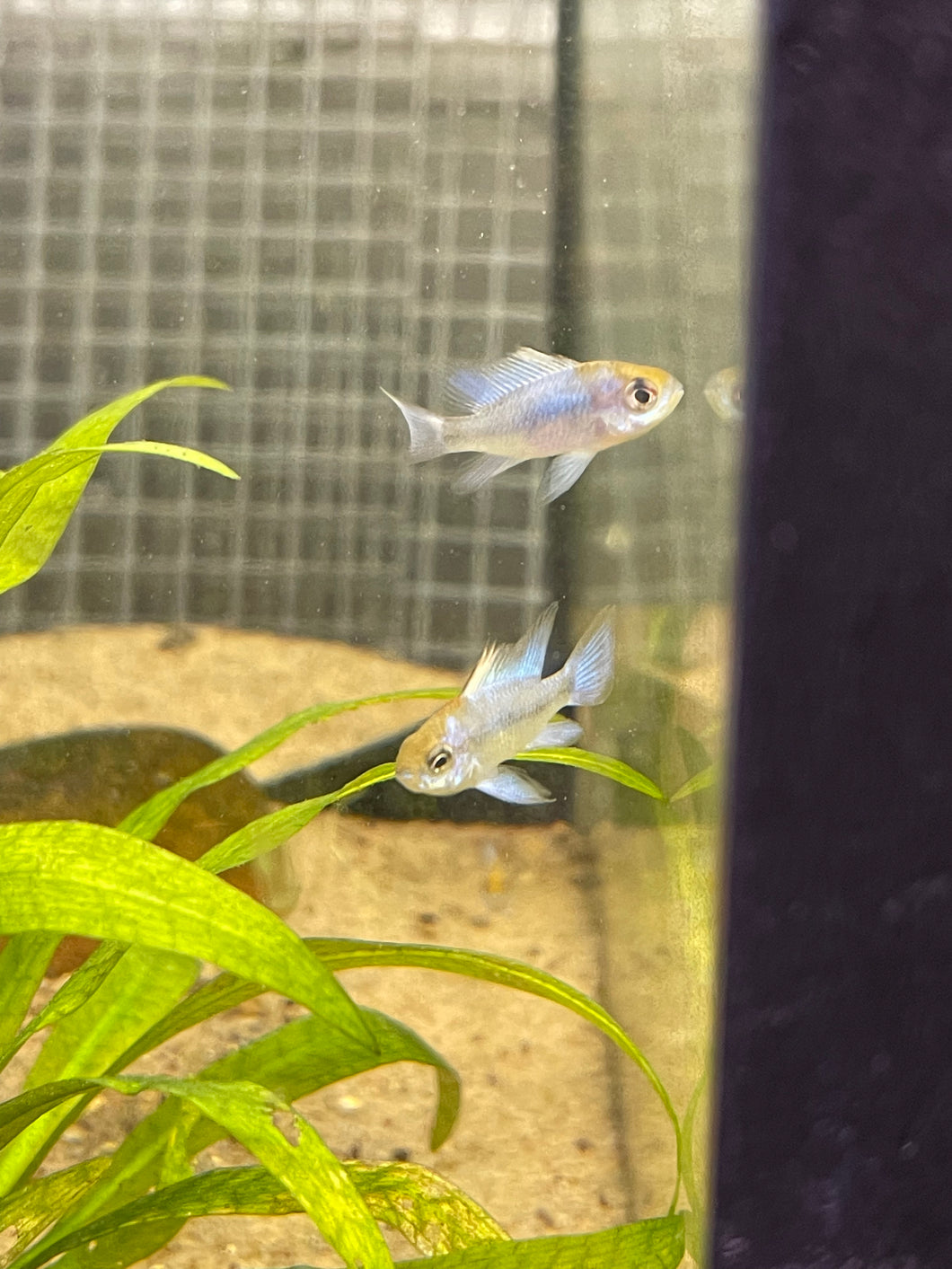 Electric Blue Balloon Ram (Mikrogeophagus ramirezi)