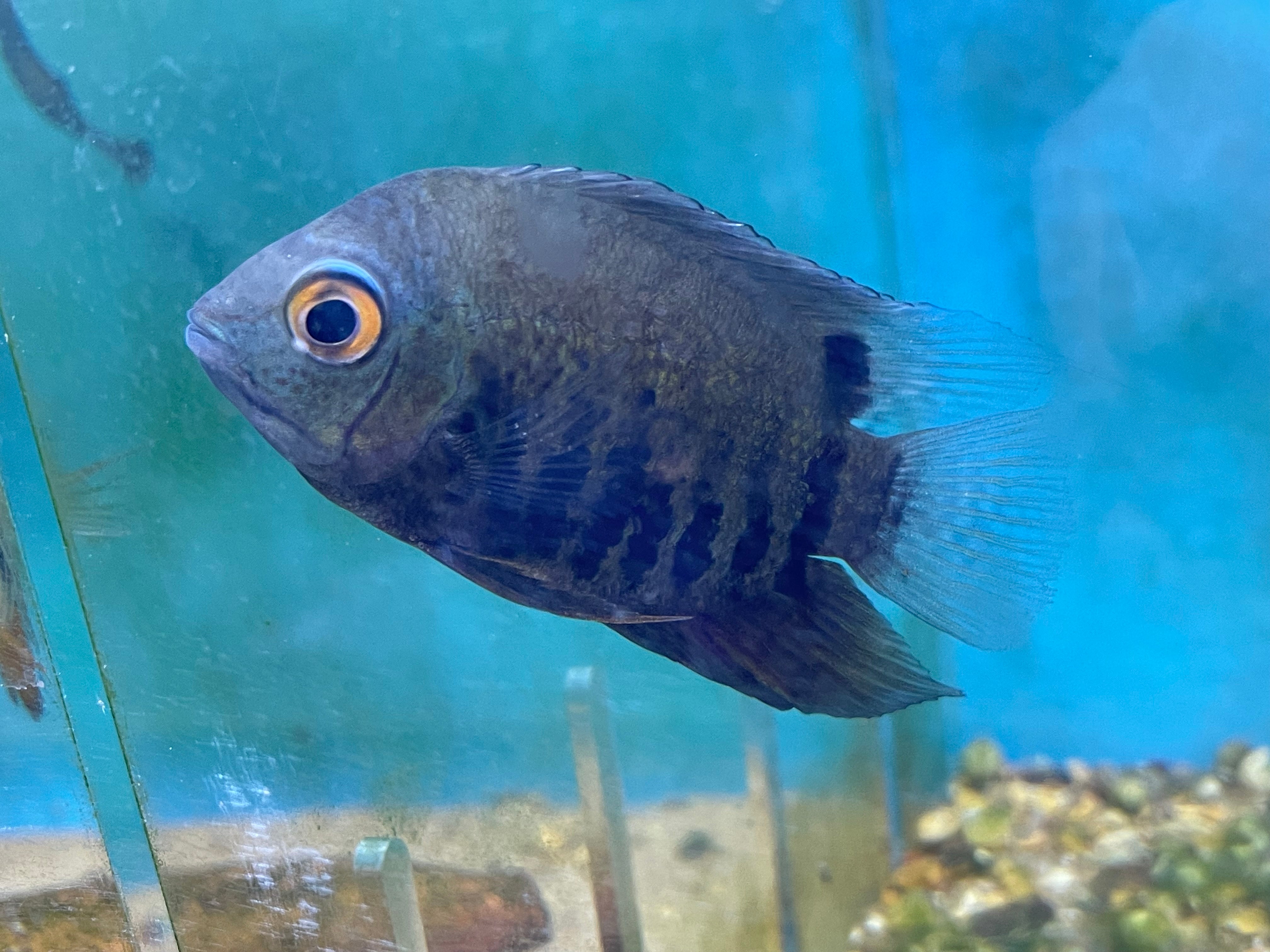 Rotkeil Severum – Armored Cat Aquatics LLC