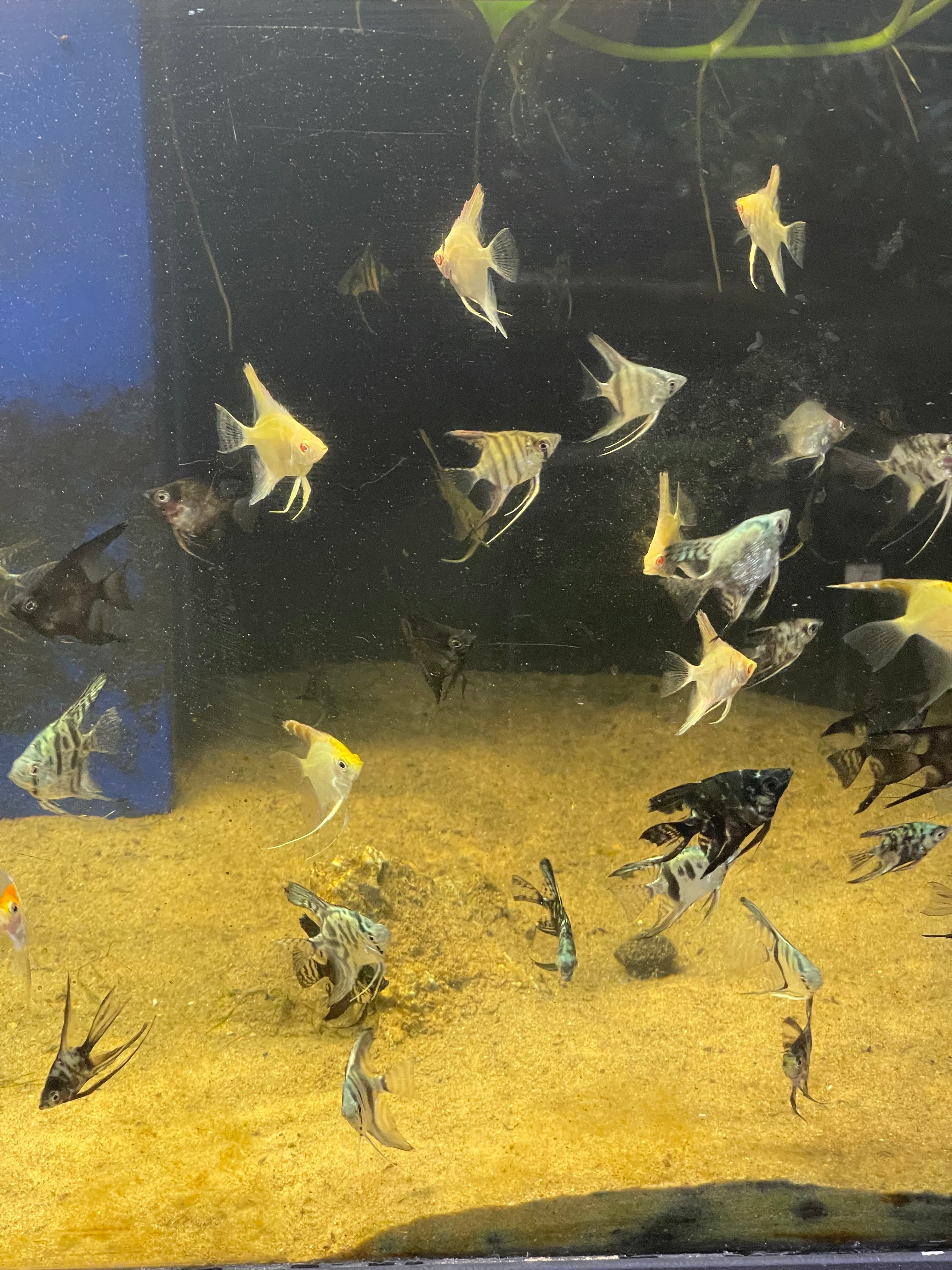 Assorted Fancy Angelfish Assorted Angelfish (Pterophyllum scalare) – Armored Cat Aquatics LLC