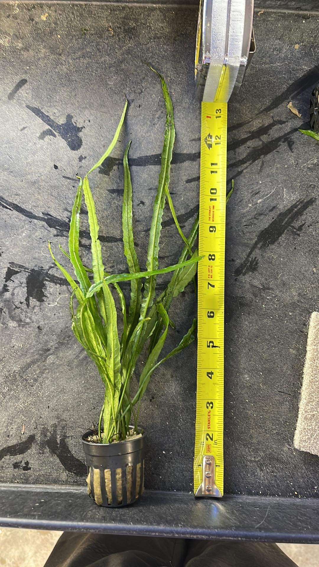 Needle Leaf Java Fern – Armored Cat Aquatics LLC