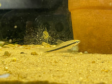 Load image into Gallery viewer, Siamese Algae Eater (Crossocheilus oblogus)
