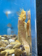 Load image into Gallery viewer, Albino Bristlenose (Ancistrus sp.)
