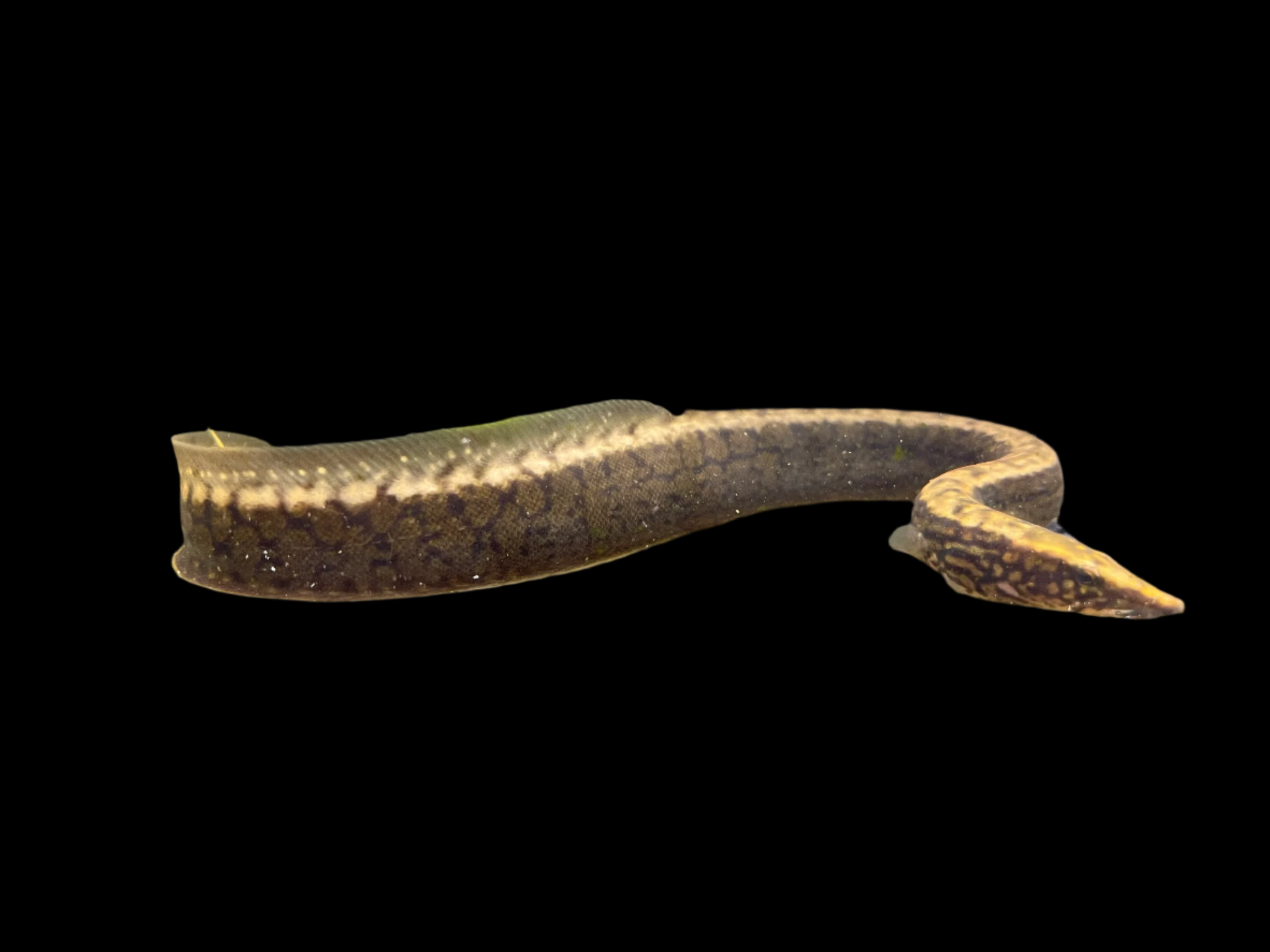 Liberian Spiny Eel (Mastacembelus – Armored Cat Aquatics LLC