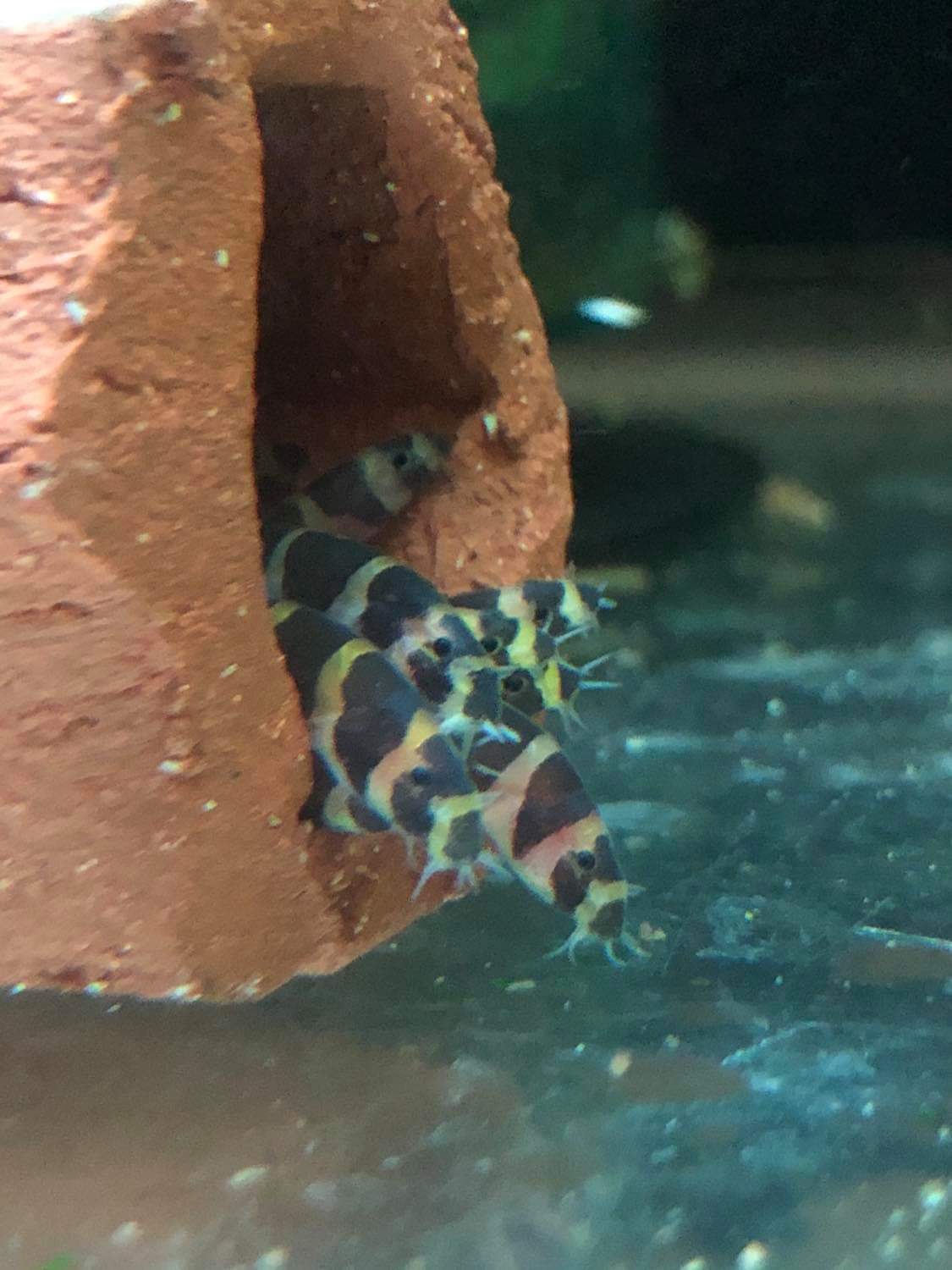 Banded Kuhli Loach (Pangio semicincta) – Armored Cat Aquatics LLC